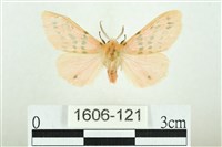 三條橙燈蛾藏品圖，第1張