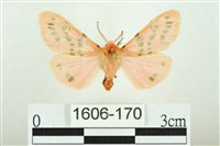 三條橙燈蛾藏品圖，第1張