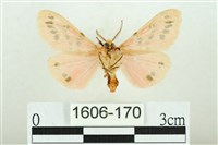 三條橙燈蛾藏品圖，第2張