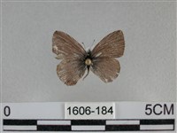 波灰蝶藏品圖，第1張