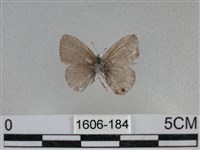 波灰蝶藏品圖，第2張