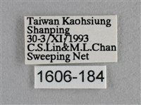 波灰蝶藏品圖，第3張