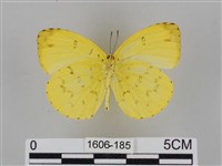 亮色黃蝶藏品圖，第2張