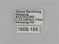 亮色黃蝶藏品圖，第3張