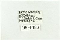 三斑虎灰蝶藏品圖，第3張