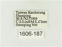 白雅波灰蝶藏品圖，第3張