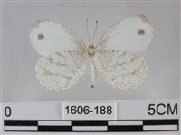 纖粉蝶、黑點粉蝶藏品圖，第2張