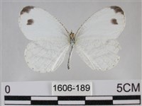 纖粉蝶、黑點粉蝶藏品圖，第1張