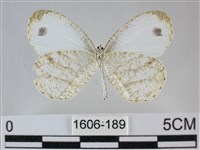 纖粉蝶、黑點粉蝶藏品圖，第2張