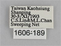 纖粉蝶、黑點粉蝶藏品圖，第3張