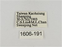 淡褐脈粉蝶藏品圖，第3張