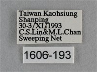 波灰蝶藏品圖，第3張