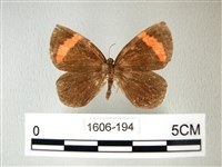 帶錨紋蛾藏品圖，第1張