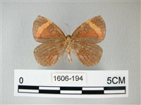 帶錨紋蛾藏品圖，第2張