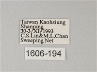 帶錨紋蛾藏品圖，第3張