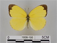 亮色黃蝶藏品圖，第1張