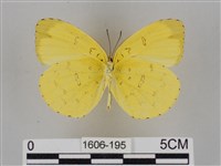 亮色黃蝶藏品圖，第2張