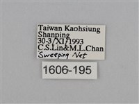 亮色黃蝶藏品圖，第3張