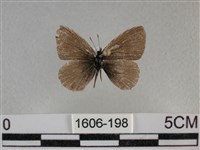 波灰蝶藏品圖，第1張