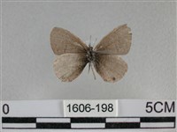 波灰蝶藏品圖，第2張