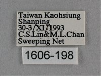 波灰蝶藏品圖，第3張