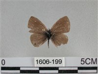 波灰蝶藏品圖，第1張