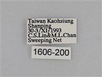 亮色黃蝶藏品圖，第3張
