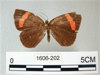 帶錨紋蛾藏品圖，第1張