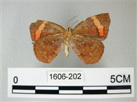 帶錨紋蛾藏品圖，第2張