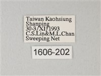 帶錨紋蛾藏品圖，第3張