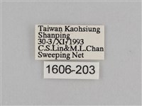 切翅眉眼蝶藏品圖，第3張