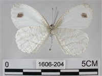 纖粉蝶藏品圖，第2張