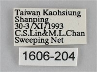 纖粉蝶藏品圖，第3張