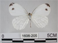 纖粉蝶、黑點粉蝶藏品圖，第1張