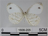 纖粉蝶、黑點粉蝶藏品圖，第2張