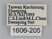 纖粉蝶、黑點粉蝶藏品圖，第3張