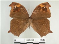 森林暮眼蝶、黑樹蔭蝶藏品圖，第1張