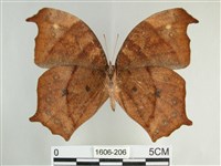 森林暮眼蝶、黑樹蔭蝶藏品圖，第2張