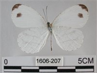 纖粉蝶藏品圖，第1張