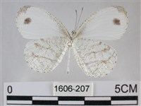 纖粉蝶藏品圖，第2張