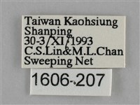 纖粉蝶藏品圖，第3張