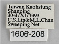 細帶環蛺蝶藏品圖，第3張