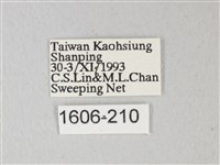 帶錨紋蛾藏品圖，第3張