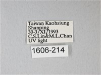 臺灣卵翅蛾藏品圖，第3張