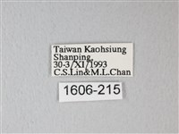 臺灣卵翅蛾藏品圖，第3張