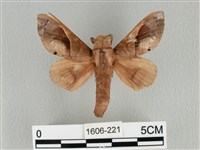 大褐斑枯葉蛾藏品圖，第1張