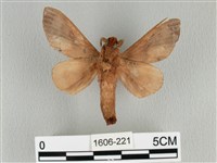 大褐斑枯葉蛾藏品圖，第2張