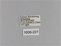 大褐斑枯葉蛾藏品圖，第3張