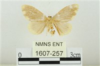 黑翅黃毒蛾藏品圖，第2張