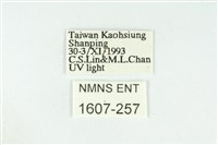 黑翅黃毒蛾藏品圖，第3張